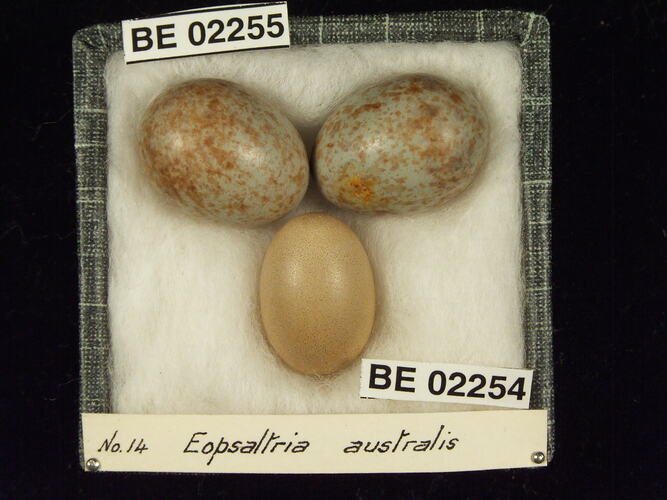 Three bird eggs with specimen labels in box.