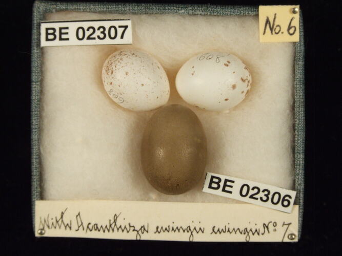 Three bird eggs with specimen labels in box.