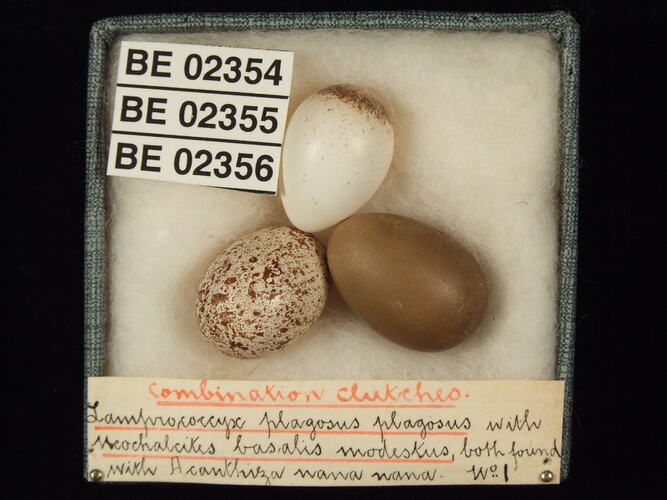 Three bird eggs with specimen labels in box.