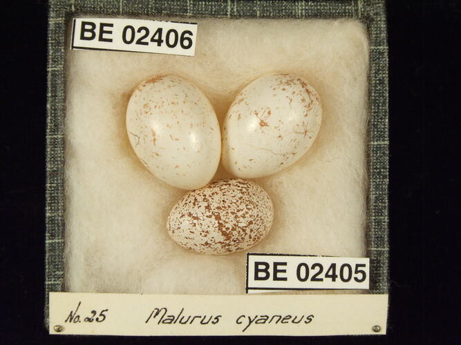 Three bird eggs with specimen labels in box.