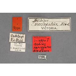 Entomology type specimen labels.