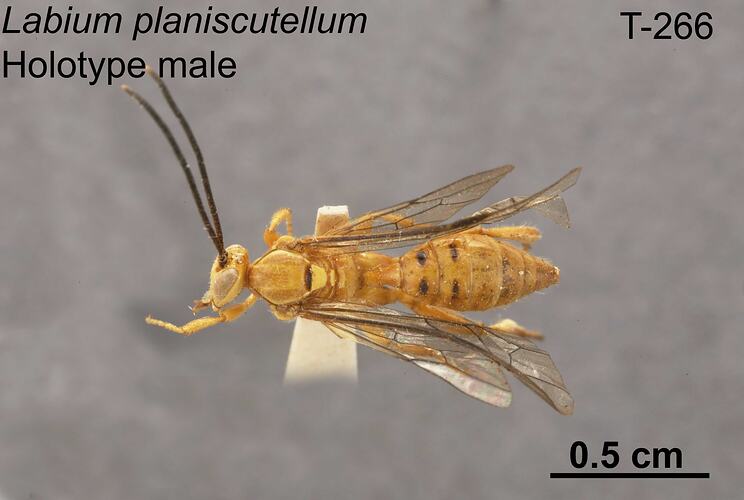 Ichneumon wasp specimen, male, dorsal view.