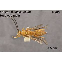 Ichneumon wasp specimen, male, dorsal view.