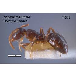 Ant specimen, female, lateral view.