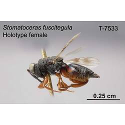Wasp specimen, female, lateral view.