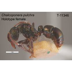 Ant specimen, female, lateral view.