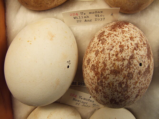 Two bird eggs with specimen labels.