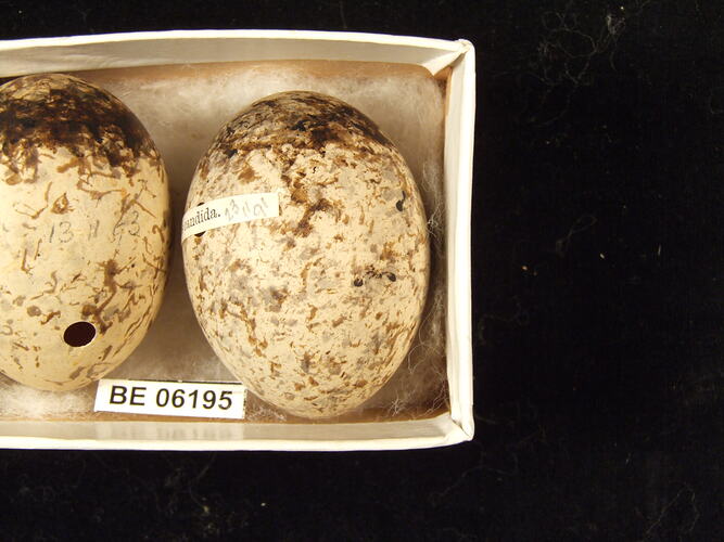 Close up of bird eggs in box.