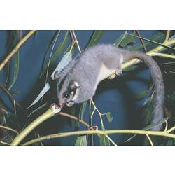 A Leadbeater's Possum on a tree branch.