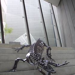 Fossil goanna skeleton on dispaly in museum gallery.