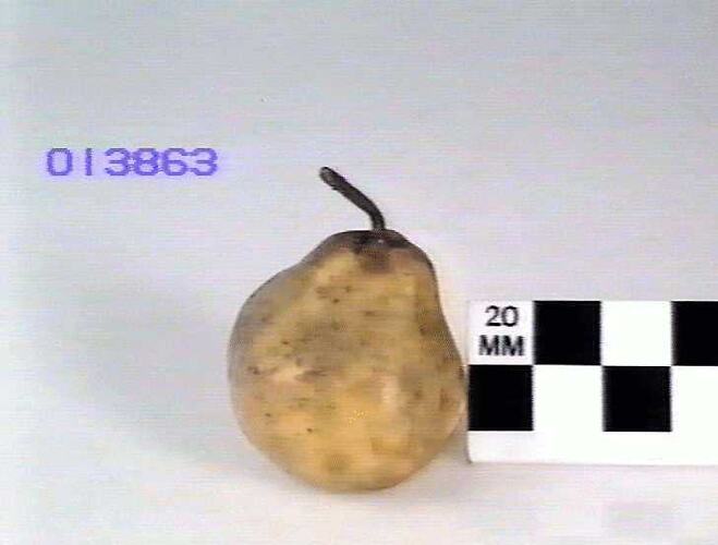 Pear Model - Alexander Lambre, Hazelglen, Victoria, 1875