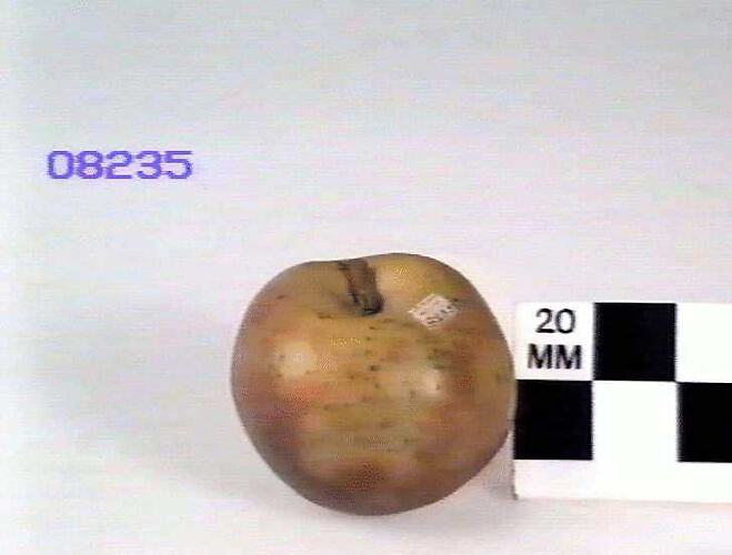 Apple Model, Brownlees' Russet