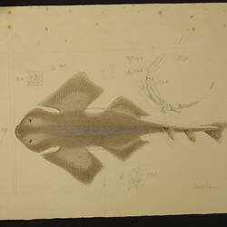 Watercolour and pencil drawing of an Australian Angelshark, Squatina australis Regan, from Victoria, Hobson's Bay, by Frederick Schoenfeld