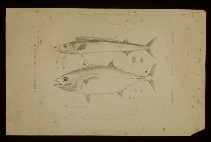 Southern Bluefin Tuna, Thunnus maccoyii and Barracouta, Thyrsites atun. Lithographic proof.