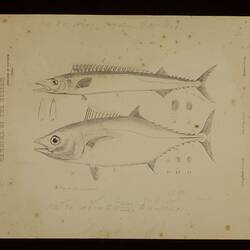Southern Bluefin Tuna, Thunnus maccoyii and Barracouta, Thyrsites atun. Lithographic proof.