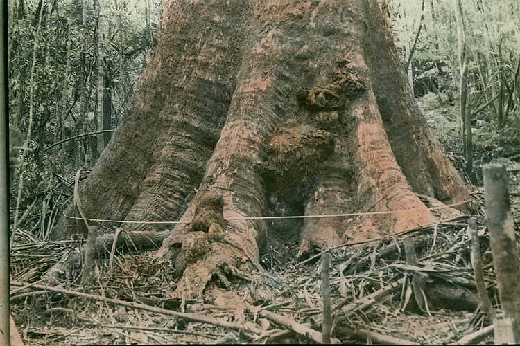 Lantern Slide - <em>Eucalyptus regnans</em>, Sherbrooke, Victoria, 1944. [BA 1771]