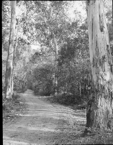 Lantern Slide - Forest Road, Victoria, Australia, Date Unknown. [BA 1865]