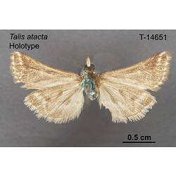 Moth specimen, ventral view.