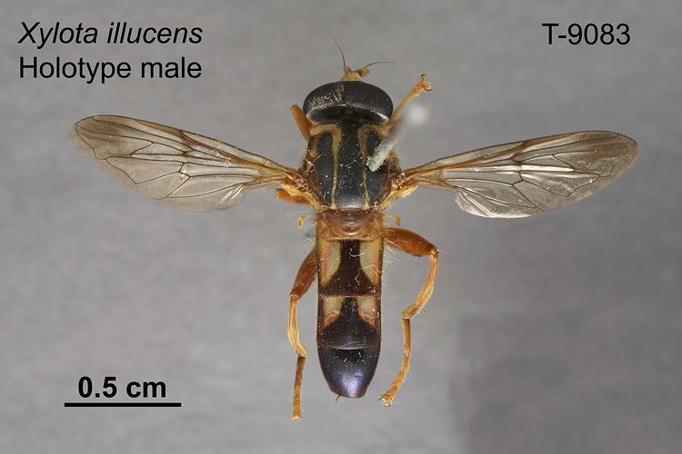 Hover Fly specimen, male, dorsal view.