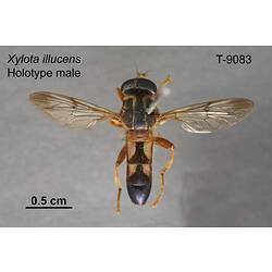 Hover Fly specimen, male, dorsal view.
