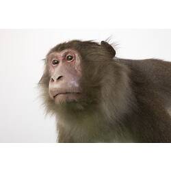 Detail of face of Japanese Macaque specimen.