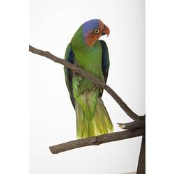 <em>Geoffroyus geoffroyi rhodops</em>, Red-cheeked Parrot, mount.  John Gould Collection.  Registration no. 18924.