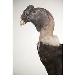 <em>Vultur gryphus</em>, Andean Condor, mount.  Registration no. 52302.