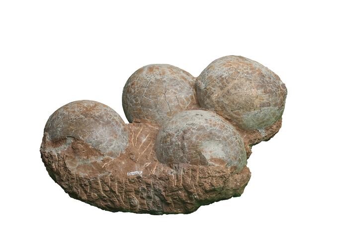 Four dinosaur eggs.