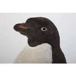 <em>Pygoscelis adeliae</em>, Adelie Penguin, mount.  Registration no. B 33030.