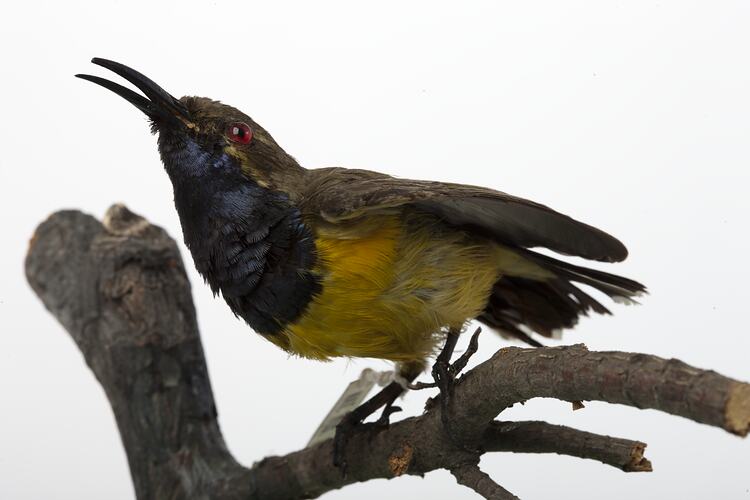 <em>Nectarinia jugularis frenatus</em>, Olive-backed Sunbird, mount.  Registration no. B 21629.