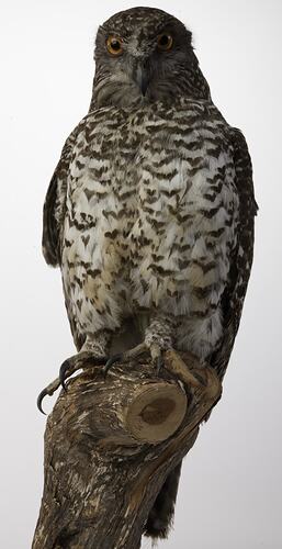 <em>Ninox strenua</em>, Powerful Owl, mount.  Registration no. B 32354.