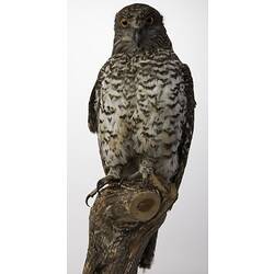 <em>Ninox strenua</em>, Powerful Owl, mount.  Registration no. B 32354.
