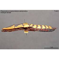 Cockroach specimen, lateral view.