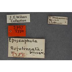 Handwritten specimen labels.