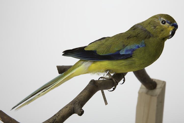 Side view of yellow and blue parrot mounted on short branch.