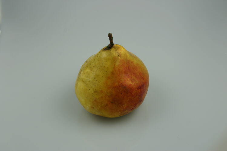 Pear Model - Beurre Sterckmans, Victoria, 1875