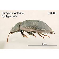 Beetle specimen, male, lateral view.