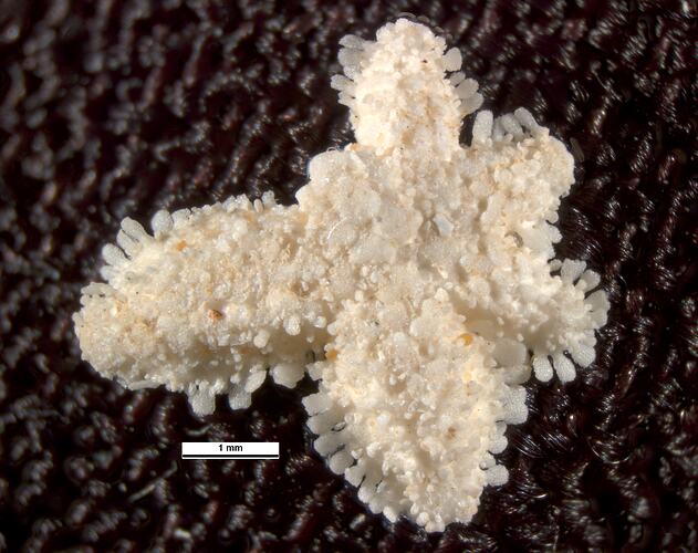 Dorsal view of cream-coloured seastar specimen.