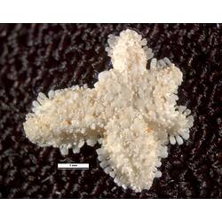 Dorsal view of cream-coloured seastar specimen.