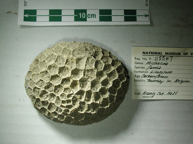 Rounded piece of fossil coral with hexagonal cavities.