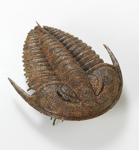 Model of trilobite, dorsal view.