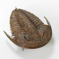 Model of trilobite, dorsal view.