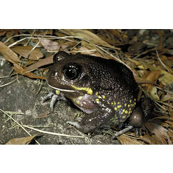A Giant Burrowing Frog in leaf litter.