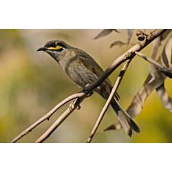 A Yellow-faced Honeyeater perched on a branch.