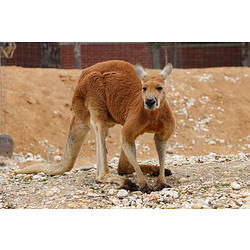 A Red Kangaroo standing bent over on rocks and red sand.