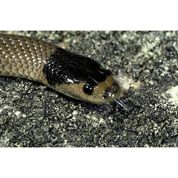 The head of a Little Whip Snake with the tip of its tongue out.