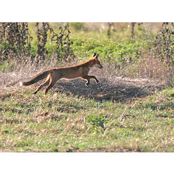 A Red Fox bounding through the grass.