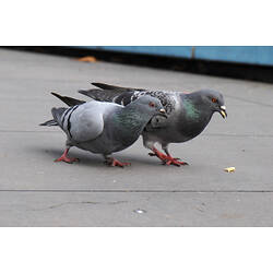 Two birds, Feral Pigeons, on a pavement pecking at food.