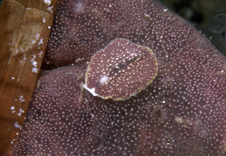 Three flatworms on a tunicate colony.