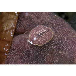 Three flatworms on a tunicate colony.